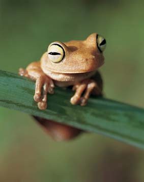 cute tree frog