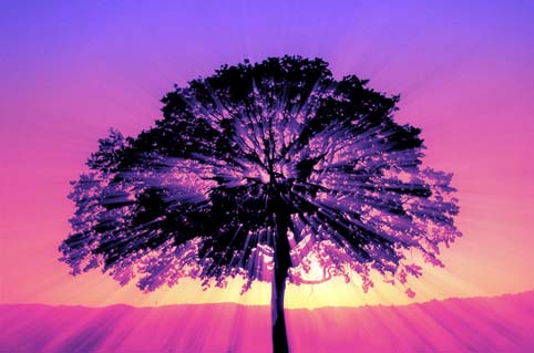 purple sunset tree