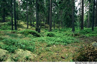 carefully managed fsc forests