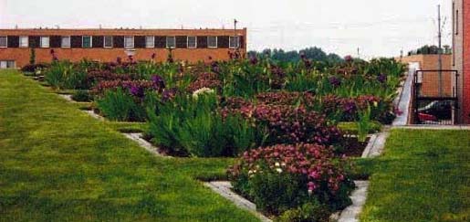 semi-extensive/intensive green roof